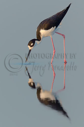 Photographing birds is the most rewarding type of photography for me. I like the stalking and the closeness to nature. While I am on a shoot sometime I stop taking picture and sit back and watch the birds interactions with its environment. This picture “Black-necked Stilt with Reflection” was captured at the Merritt Island Wildlife Refuge outside of Titusville, Florida. Across the tidal pools is the NASA’s John F. Kennedy Space Center. The equipment I use photographing this bird was a Canon 1D Mark IV, Canon 600mm L lens with IS, Gitzo Tripod with a Wimberley Gimbal Head. 