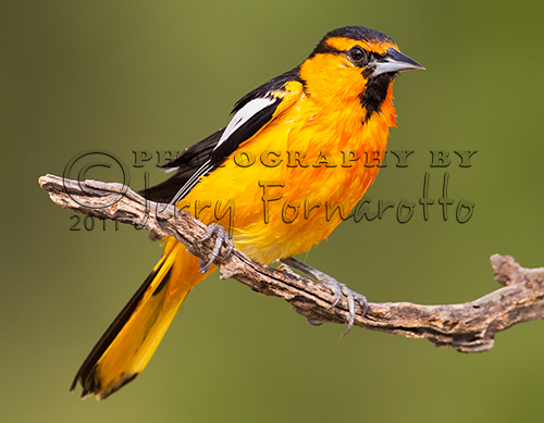 A photo of the brightly colored male Bullock's Oriole. They can be found throughout western North America.