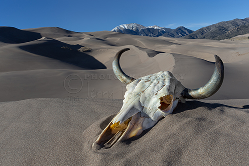 A cattle skull bleached in the sun at the Great Sand Dunes National Park and Preserve.