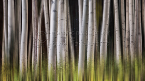 A creatively proceesed image of Aspen trees.