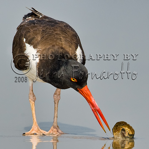 The American Oystercatcher can be found all along the Atlantic and Gulf coasts of North America. They nest on beaches and feed on marine invertebrates. Their large thick beaks can easily pry open mollusks.