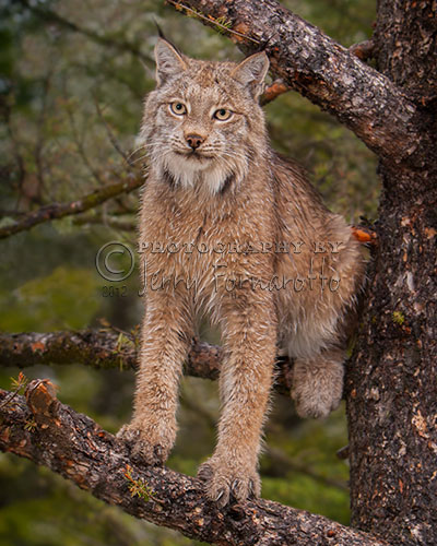 Lynx in Tree