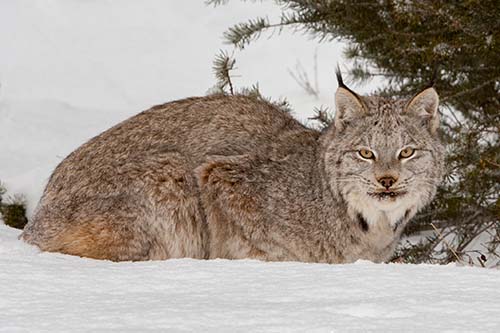 Lynx resting in Snow