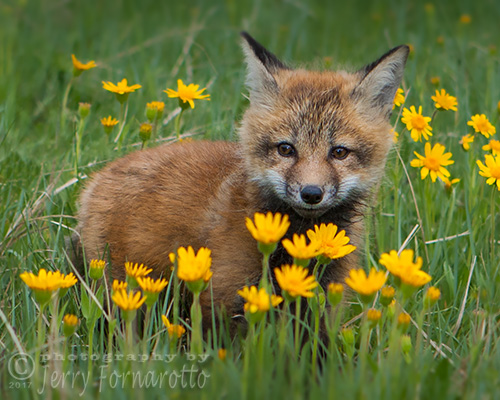 Fox Kit with Yellow Flowers