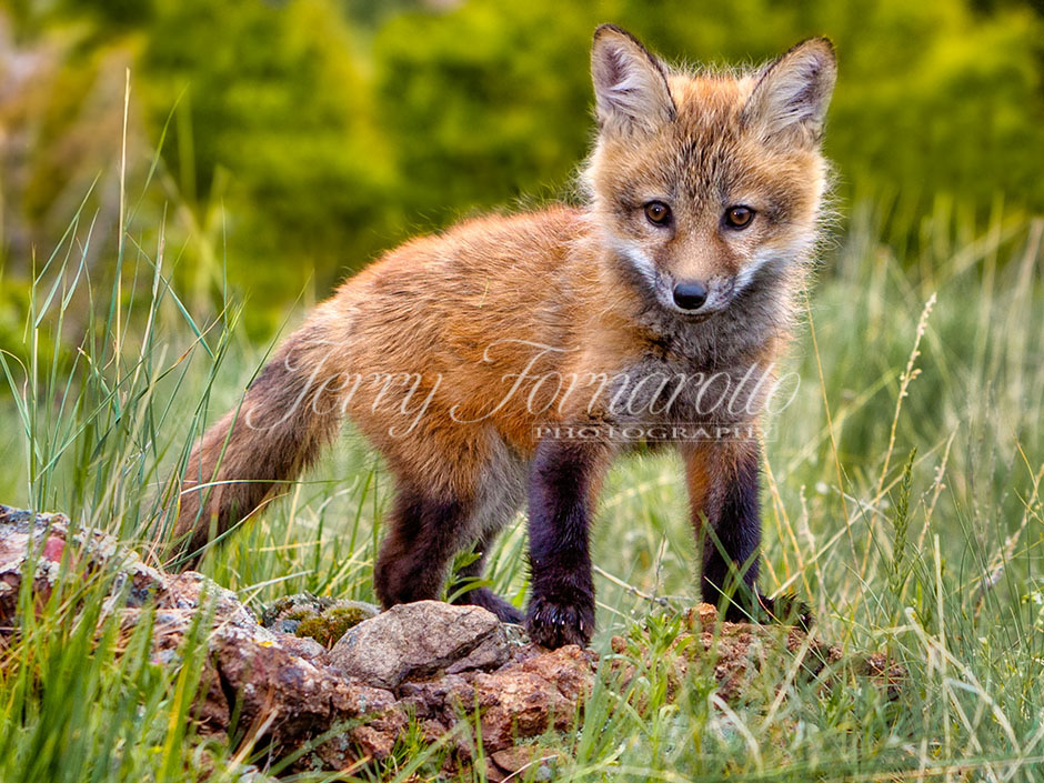 Red Fox Kit in Forest