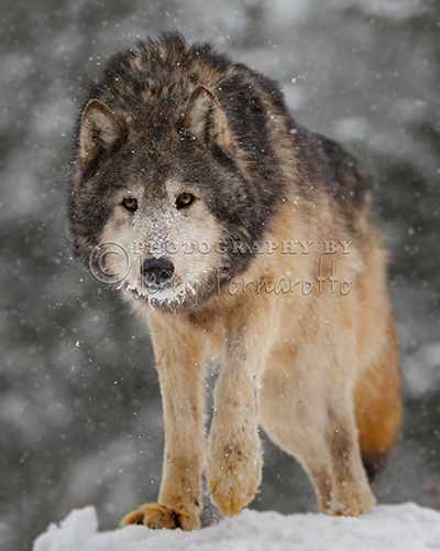 Wolf in Snowstorm