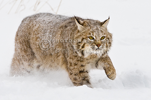 Bobcat in Snow