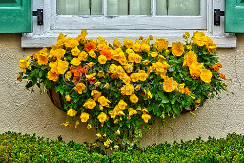 A colorful window planter.