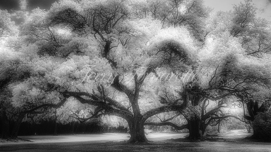 Infrared photo of live oak trees in the Audubon Park, New Orleans, Louisiana.