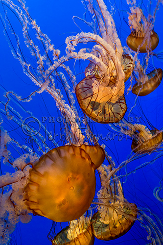 The Pacific Sea Nettle’s body or bell is yellow to reddish-brown, and the long, ruffled tentacles can be yellow to dark maroon. The bell can grow to 30 inches wide and tentacles can reach 16 feet.