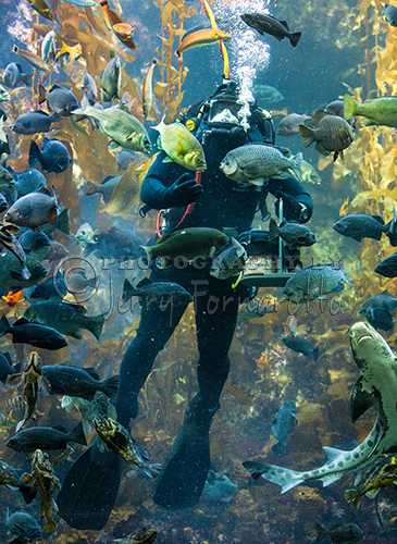 A diver at the Monterey Bay Aquarium hand feeding the creatures in the Kelp Forest Exhibit.