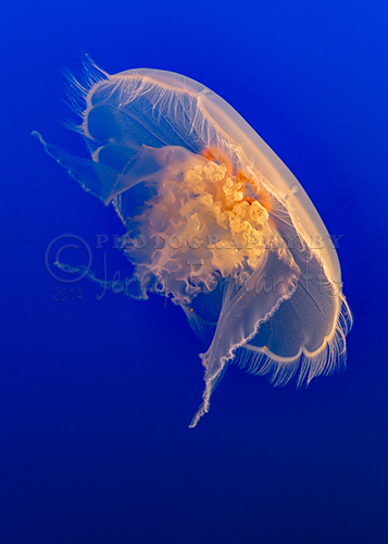 The Moon Jellyfish is common jellyfish jellyfish. The translucent bell of the jellyfish can exceed 15 inches.