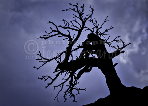 A dead tree photographed against a stormy sky in Zion National Park.