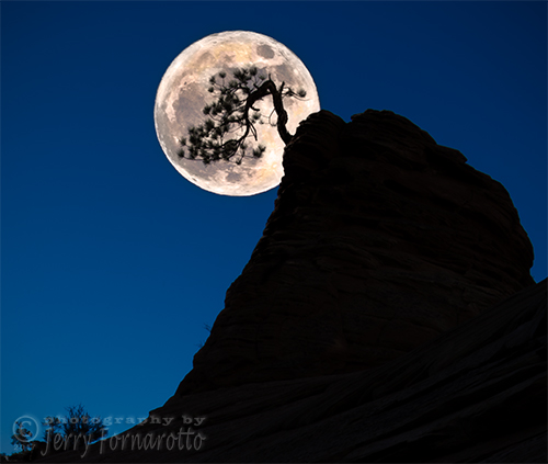 Pinon Pine and Moon Zion National Park 