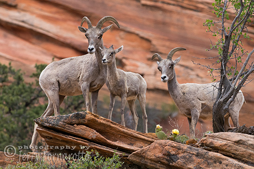Female Big Horn Sheep with juvenile.