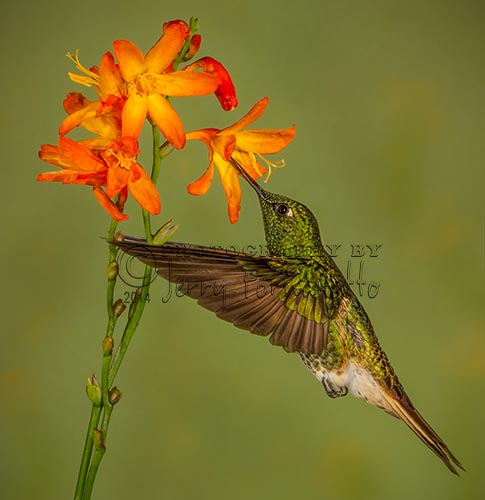 The buff-tailed Coronet Hummingbird can be found in Colombia, Ecuador and Venezuela. They like the mid-level forest canopy and feed on nectar and insects.