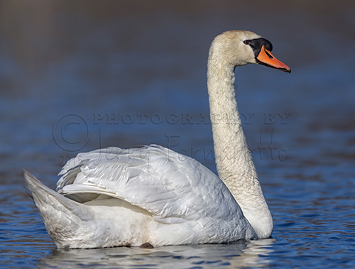 Photos of the elegant Mute Swan.