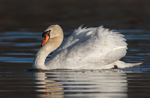 Mute Swans may hold their wings over their backs in a puffed up position to show their strength, and the neck may be held in a strong S-curve as an aggressive posture.