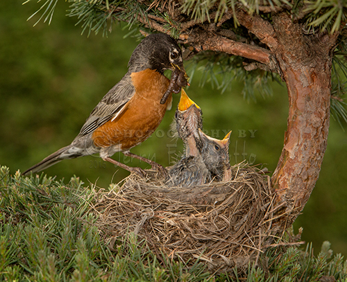 American Robins start reproducing from April to July. Nests are built by the female and are constructed with grass, twigs and mud. A clutch can consist from two to five light blue eggs. Both parents feed the chicks. The chicks diet includes worms, insects and berries. The young robins leave the nest in two weeks.