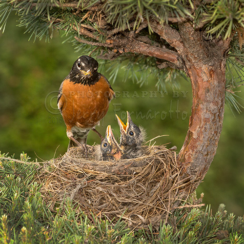 An american robin checking on its chicks.