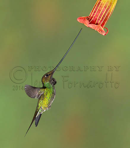 The Sword-billed Hummingbird bill is 4” to 5” long. Their bill is longer than their body.