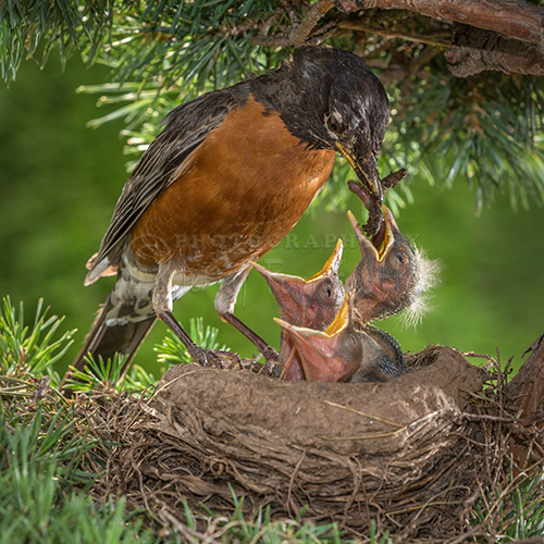 "American Robin Feeding Chicks"