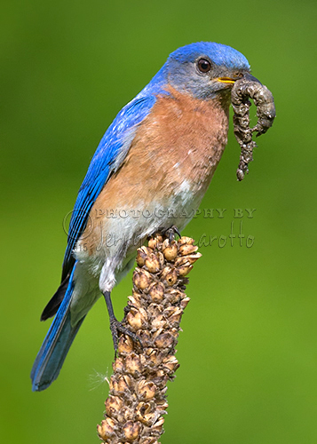 Male Bluebird perched on dry millet with food.