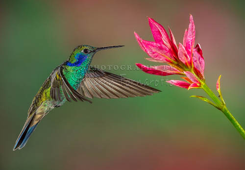 The Green Violetear Hummingbird can be found in the forest of Mexico to northern South America. This hummingbird is about four inches in length.