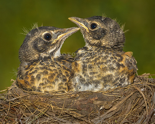 Robins Growing Out of Nest