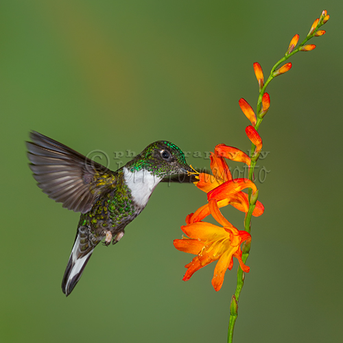 The collared inca hummingbird can be found in the Andean forests of Venezuela, Colombia, Ecuador, Peru and Bolivia.