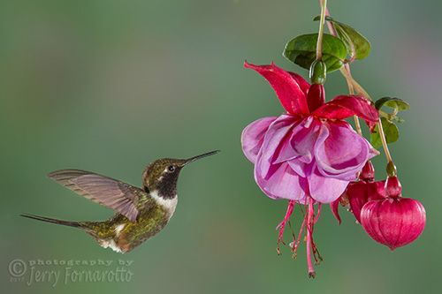 The purple-throated woodstar hummingbird is found in Colombia and Ecuador. This bird weights about 3 grams and is 7cm long.
