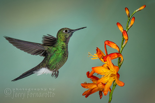 The Tourmaline Sunangel Hummingbird can be found in rainforest of Ecuador and Colombia.