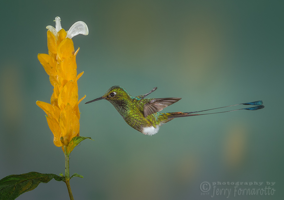The Booted Rackettailed Hummingbird can be found in the Andean Mountain Range, which stretch through Bolivia, Colombia, Ecuador, Peru and Venezuela. Their unique tail is tipped with oval plums.