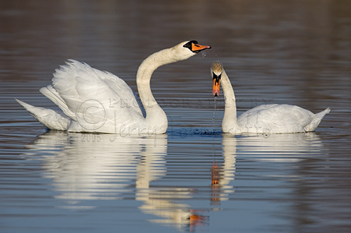 A pair of Mute Swans. 