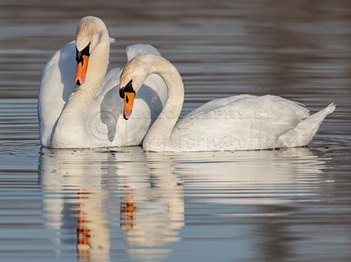 A pair of Mute Swans courting. Mute Swans were introduced to North America in the ninetieth century and are viewed as an invasive species.