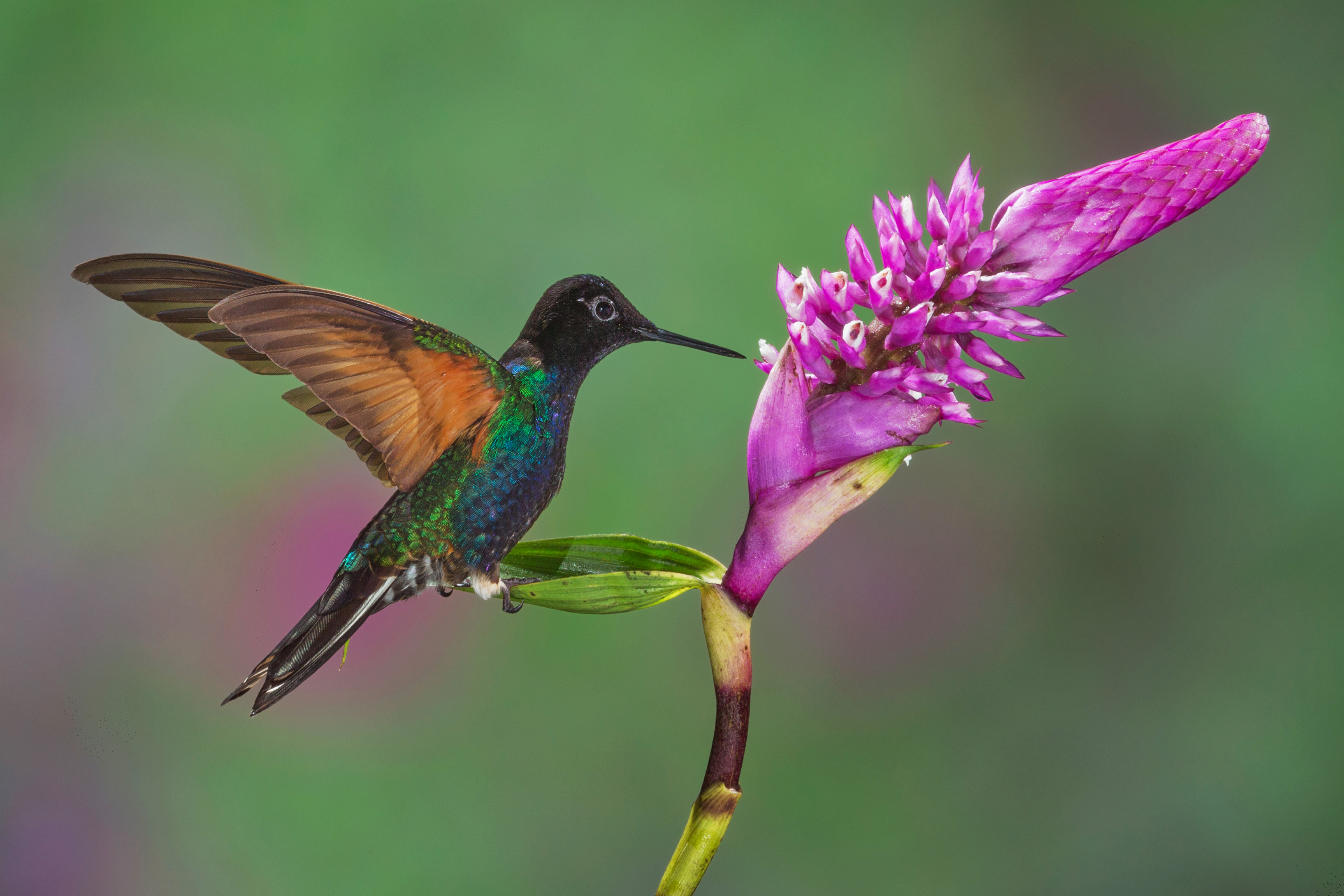 The Velvet-purple Coronet Hummingbird is found in humid foothill forest on the West Andean slope in western Colombia and north-western Ecuador.