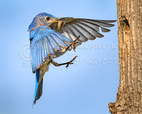 Male Bluebird Flying In