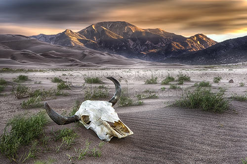 "Skull in the Desert" Great Sand Dunes National Park, CO.