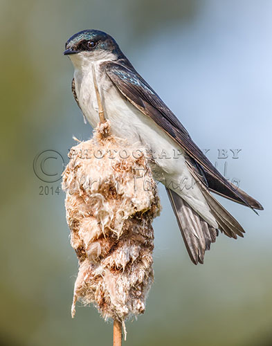 The adult Tree Swallow has iridescent blue-green upperparts, white underparts, and a very slightly forked tail. Their diet consist of mostly insects.