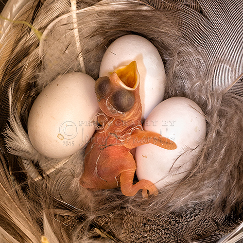 Macro photo of a minutes old Tree Swallow.