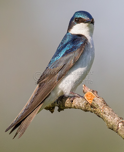 "Tree Swallow Perched"