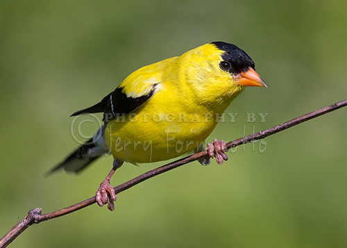 Male Goldfinch in breeding plumage perched on twig.