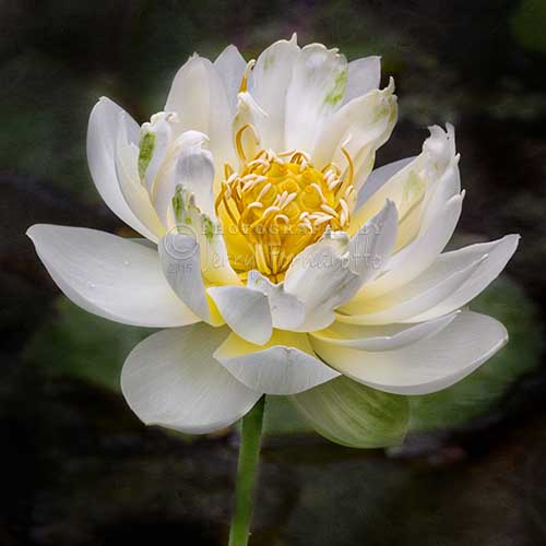 The lotus symbolizes purity, beauty, majesty, grace, fertility, wealth, richness, knowledge and serenity.