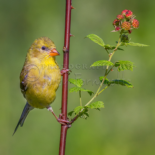 Goldfinch and Thimbleberry