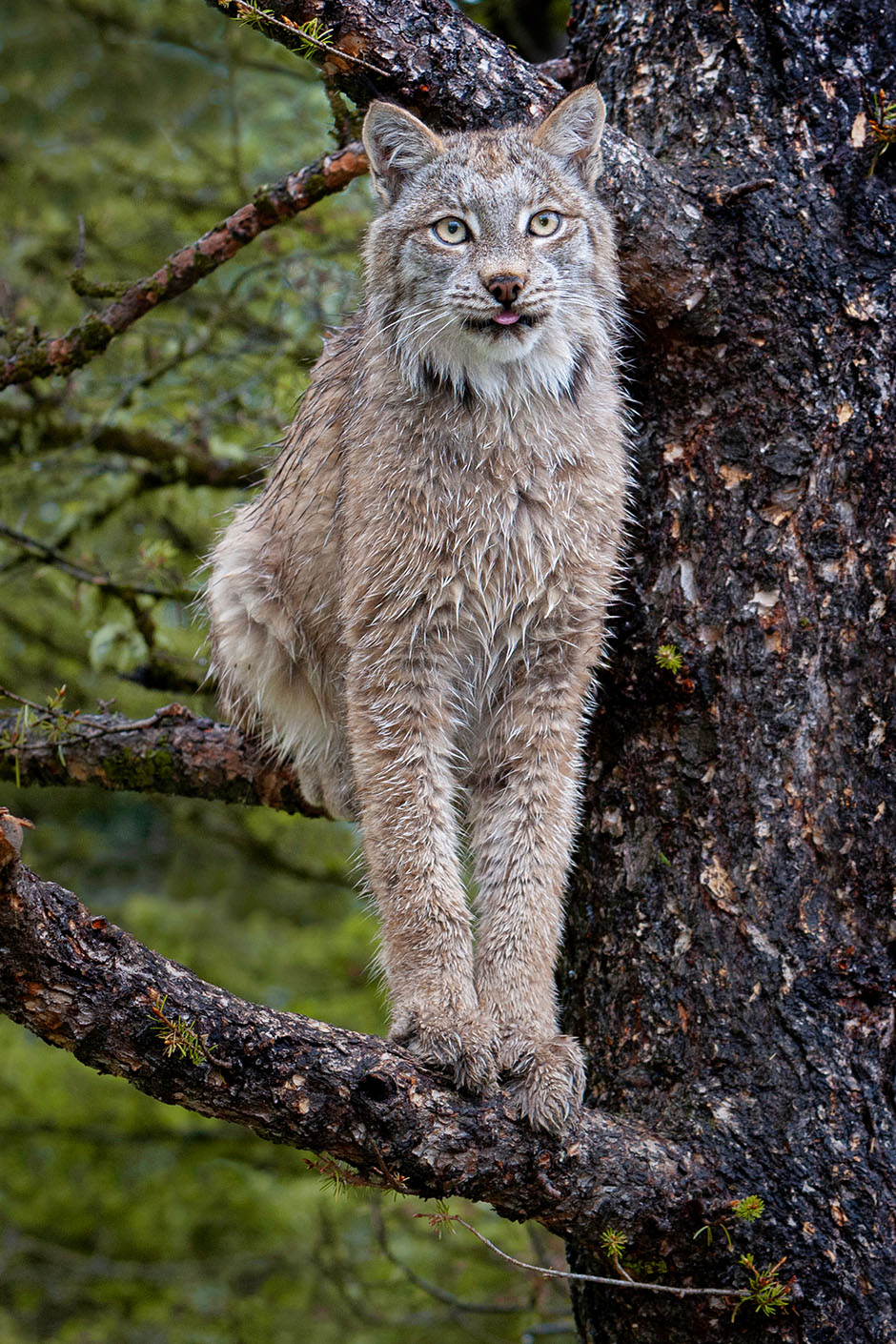Treed Lynx