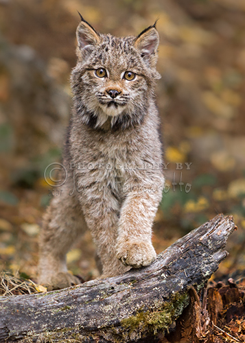 Lynx have a short tail, tufts of black hair on the tips of their ears, large padded paws for walking on snow and long whiskers on the face.