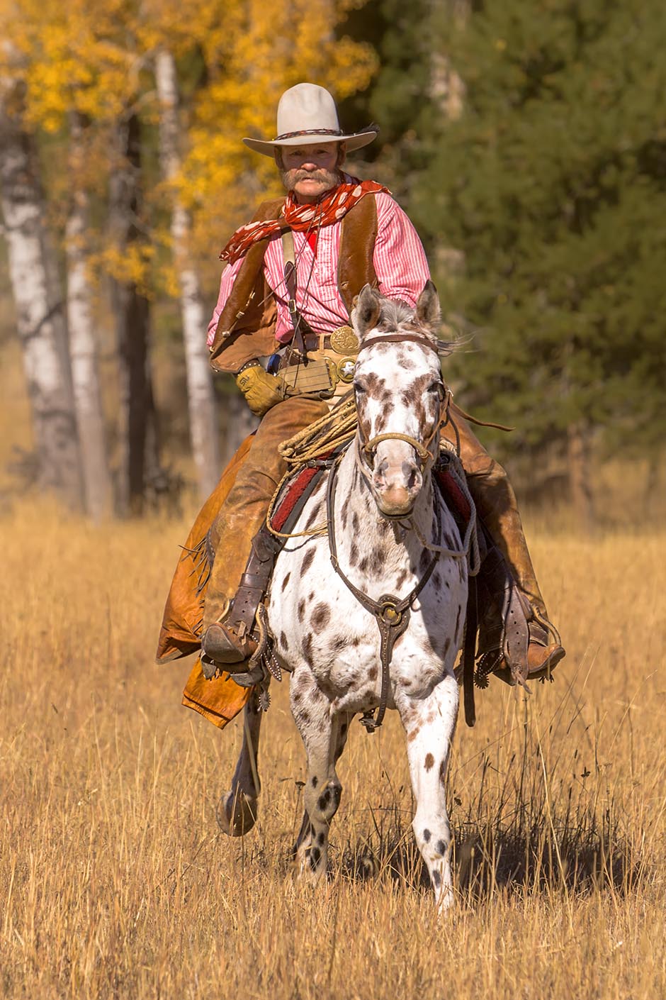 Cowboy riding an appaloosa horse.