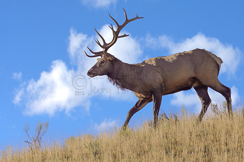 A bull elk walking along a ridge.