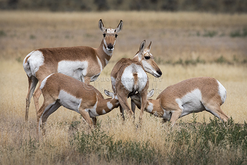 Wild pronghorn nursing its young.