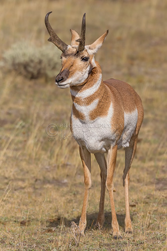 Pronghorn are the fastest mammal in North American. They can run at speeds close to sixty miles per hour.